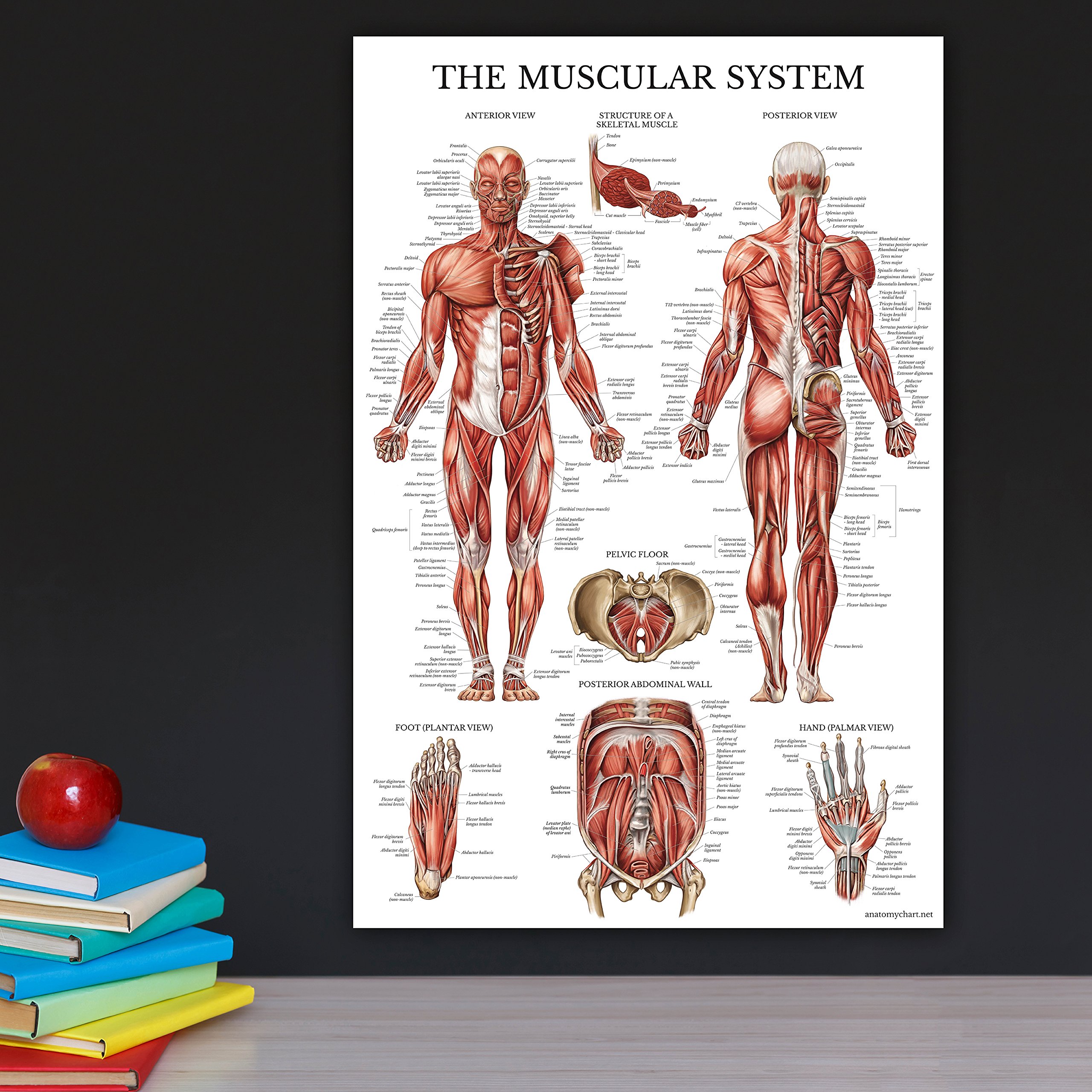 Mua Palace Learning Pack Muscle Skeleton Ligaments Of The Joints Anatomy Poster Set
