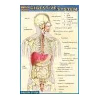 Dental Anatomy - Quick Study Chart (04) by BarCharts, Inc [Pamphlet (2004)] Dental Anatomy - Quick Study Chart (04) by BarCharts, Inc [Pamphlet (2004)] Pamphlet Cards
