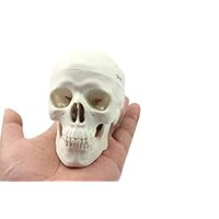 Mini Human Medical Anatomical Head Bone Skull Bone Model