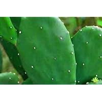 4 Spineless Prickly Pear Cactus Cuttings - No Thorns or Stickers