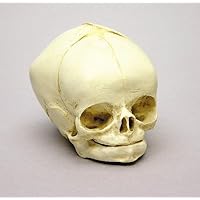 BC-182 - Fetal Skull - BoneClones Fetal Skull - Each