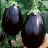 Bulk Organic Black Beauty Eggplant Seeds Non GMO (1 Ounce)