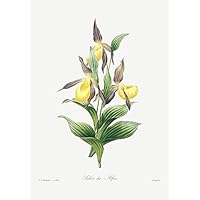 Yellow Lady Slipper - 1800's - Pierre-Joseph Redoute - Botanical Illustration Magnet