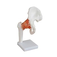 Human 1:1 Natural Size Hip Joint Simulation Model Medical Anatomy