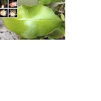 Epiphyllum Oxypetalum, Queen of The Night, HOA Quỳnh: 2 Fresh Cutting