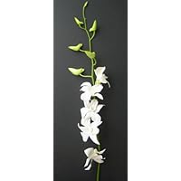 Fresh Flowers - 20 Long Stemmed White Dendrobium Orchids