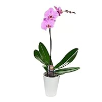 KaBloom PRIME NEXT DAY DELIVERY - Denali Collection - Purple Phalaenopsis Orchid Plant (1 Stem) in 5 Inch Pot .Gift for Birthday, Anniversary, Thank You, Valentine, Mother’s Day Fresh Flowers