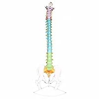 Advanced Didactic Vertebral Column Model - Medical Anatomical Spine Skeleton