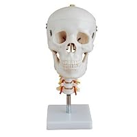Human 1:1 Size Skull with Cervical Spine Joint Simulation Model Anatomy