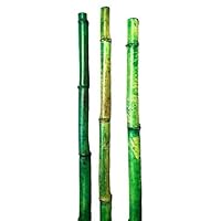 Natural Thick Bamboo Stakes About 6 Feet Tall 1.5 Inch Diameter - Pack of 3 (Natural Green)