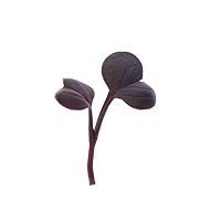Rise Gardens Radish Red Rambo Microgreens Pod Kit, Microgreen for Planting in Hydroponic Gardens and Indoor Growing Systems, 12-Pack