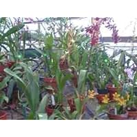 Oncidium Alliance Orchid Hybrids, Economy Special Collection