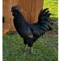 Chicken Hatching Eggs Ayam Cemani