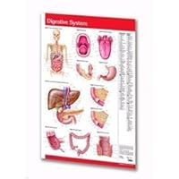 Permacharts Digestive System Chart Guide - Human - 24