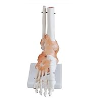 Human 1:1 Natural Size Foot Joint with Ligaments Bone Simulation Model Anatomy