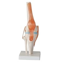 1:1 Size Human Knee Joint Simulation Model Anatomy Teaching Model