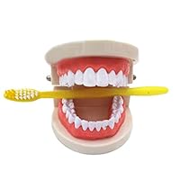 Kindergarten Tooth Brushing Model Children's Dental Standard Model Dental Teaching Practice Model
