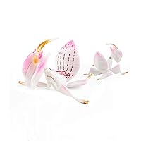 Orchid Mantis Realistic Animal Figures Model Lifelike Insect Toy Educational Learning Toys for Boys Girls Kids April Fool's Day Trick Toys Solid ABS Plastic Bugs Halloween