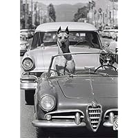 Hollywood Dog in Sports Car America Collection Funny/Humorous Birthday Card