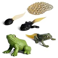 Gemini & Genius Life Cycle of Frog Figurines, Bulk Insect Growth Diary Action Figures, Super Fun for Learning Gifts, Party Favors, Treasure Box Prizes, Goodie Bag Fillers, Family Fun