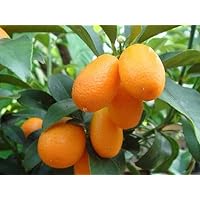 2 Packages of Kumquat fortunella Japonica - 10 Seeds Per Package