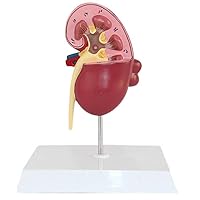 Teaching Model,Kidney Model Science Model of Kidney with 2 Detachable Parts & 24 Digital Labeled & Anatomical Position Instructions for Learning and Understanding The Structure of