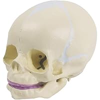 Fetus Skull Model with Articulating Jaw (Premium Anatomical Model)