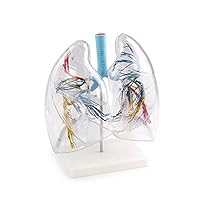 2 Times Larger Human Anatomical Bronchial Tree with Larynx and Transparent Lung Segment Demonstration Model