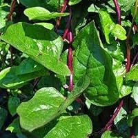 Hart Seed Spinach Malabar Climbing Red Stem 1.5G