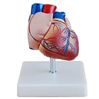 Human Life Size Heart Simulation Model Medical Anatomy