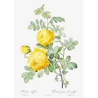 Rosa Hemisphaerica - Yellow Rose of Sulfur - 1800's - Pierre Joseph Redoute - Botanical Illustration Magnet