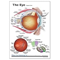 Eye Anatomy and Disorder Chart