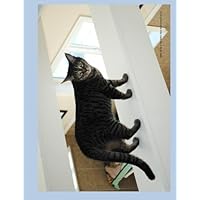 Tabby Cat Up In The Rafters Blank Book Lined 8.5 by 11: 8.5 by 11 inch 100 page lined blank book suitable as a journal, notebook, or diary with a ... feline leukemia. (Cats of Ralphie's Retreat) Tabby Cat Up In The Rafters Blank Book Lined 8.5 by 11: 8.5 by 11 inch 100 page lined blank book suitable as a journal, notebook, or diary with a ... feline leukemia. (Cats of Ralphie's Retreat) Paperback