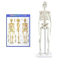 NLShan Human Skeleton Model for Anatomy,17