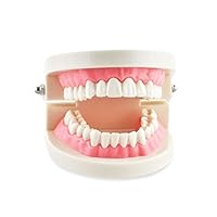Dental Teach Study Adult Standard Typodont Demonstration Teeth Model Flesh Pink