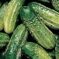 Cucumber Pickling SMR 58 Great Heirloom Vegetable by Seed Kingdom 150 Seeds