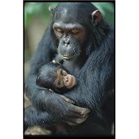 ConversationPrints CHIMP & MOTHER GLOSSY POSTER PICTURE PHOTO chimpanzee gorillas orangutans