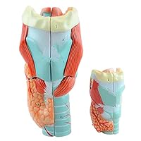 Professional Magnified Human Larynx Joint Simulation Model Medical Anatomy Type:YR-H-XC-301