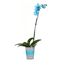 Living Blue Orchid Plant - 3 inch Blooms - Fresh Flowering Home Décor