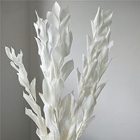 Thecookie 5pcs Fresh Preserved Orange Leaf Bouquet Display Eternell Dracaena Flowers Branch for Wedding Party Home Decoration Pampas Grass - 5pcs