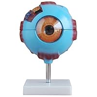 Teaching Model,6 Times Enlarged Human Eyeball Model 3D Eye Anatomy Model with 7 Detachable Parts + Clear Vein Pattern + Precise Anatomical Structure for Learning and Understanding
