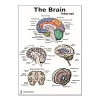 The Brain Internal Structures Poster 12x17inch, Waterproof