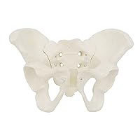 Mini Size Female Pelvis Model, Flexible Anatomy Model, Hip Bone Pelvic Anatomical Model for Science Education Midwife