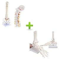 Miniature Spine Anatomy Model+Anatomie Skeletal Foot Model with Ankle