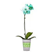 DecoBlooms Living Green Orchid Plant - 3 inch Blooms - Fresh Flowering Home Décor