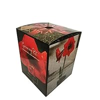 Amaryllis Red Lion Holiday Gift Growing Kit. Includes: Big Red Lion Bulb, Plastic Pot and Saucer, and Professional Growing Medium