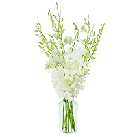 KaBloom PRIME NEXT DAY DELIVERY - Mother’s Day Collection - 10 White Orchid Gift for Birthday, Sympathy, Anniversary, Get Well, Thank You, Valentine, Mother’s Day Flowers