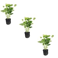 3 Pack Pennywort Brazilian Hydrocotyle Potted