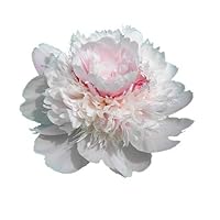 Alerti Peony - Double White with Pink Peony Bare Root 3-5 Eyes