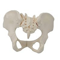 Female Pelvic Skeleton Model, Scientific Anatomy Model, Female Anatomy Model, Human Skeleton Medical Equipment for Midwife in Obstetrics, Gynecology, skeleton